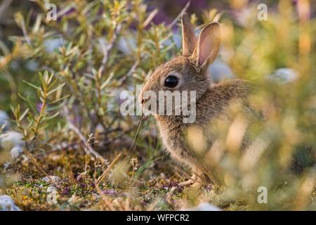 France, Somme, Somme Bay, Cayeux sur mer, Ault, Hâble d'Ault, One of many rabbits near rabbit terriers in gravelly lawns Stock Photo