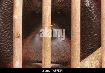 This adult male is a resident of Wanariset, a orangutan rehabilitation facility near Balikpapan in Indonesian Borneo. This is where orangutans who hav Stock Photo