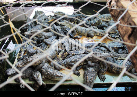 crocodile farm where crocodiles are grown for meat and skin Stock Photo