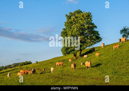 France, Cantal, Regional Natural Park of the Auvergne Volcanoes, herd of cows, Santoire valley near Dienne Stock Photo