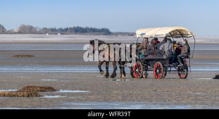 France, Somme, Baie de Somme, Le Crotoy, a horse drawn carriage driven by draft horses takes tourists to see the seals in the Baie de Somme at low tide Stock Photo