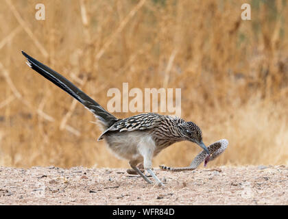 Greater Roadrunner (Geococcyx californianus) battling a Western Diamondback rattlesnake (Crotalus atrox), Sonora Desert, Arizona, North America Stock Photo