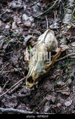 fox scull on dry leaves forest ground closeup with selective focus and blur. Stock Photo