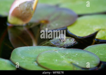 Frog hidden in lake plant Stock Photo