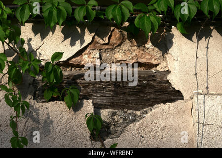 deteriorated wall with vine plant for backgrounds and textures Stock Photo