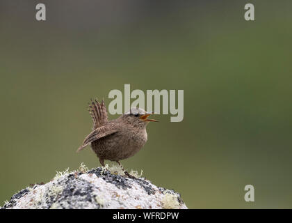 Pacific Wren (Troglodytes pacificus), Saint Paul Island, Pribilof, Alaska, USA Stock Photo