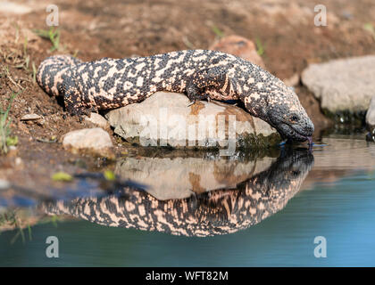 Gila Monster in Sonoran Desert of Southern Arizona Stock Photo