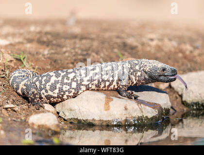 Gila Monster in Sonoran Desert of Southern Arizona Stock Photo