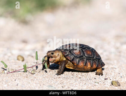 Sonoran deert Tortoise in Southern Arizona Stock Photo