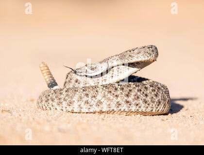 Western Diamondback Rattlesnake (Crotalus atria) in Sonoran desert of southern Arizona Stock Photo