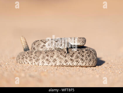 Western Diamondback Rattlesnake (Crotalus atria) in Sonoran desert of southern Arizona Stock Photo