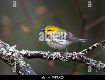 Black-throated Green Warbler (Setophaga virens), a small songbird of the New World warbler family Stock Photo