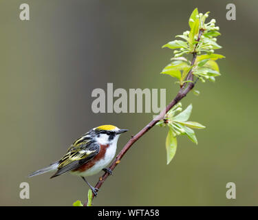 Chestnut-sided Warbler (Setophaga pensylvanica), They breed in eastern North America and in southern Canada westwards to the Canadian Prairies Stock Photo