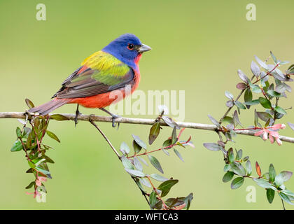Painted Bunting on perch at water drip in Galveston Texas Stock Photo