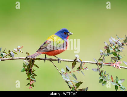 Painted Bunting on perch at water drip in Galveston Texas Stock Photo