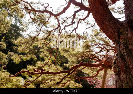 The veneration of old trees in Japan gave rise to a crutch for trees in ...