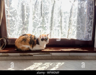 Beautiful tricolor cat basks in the sun on old peeling paint windowsill Stock Photo