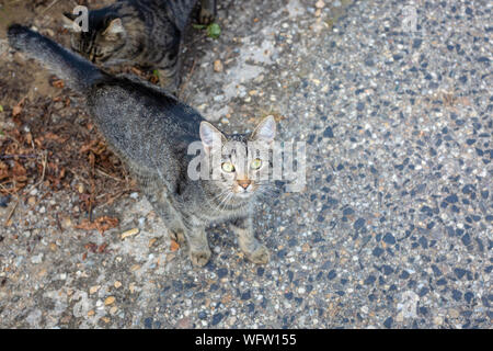 Gray tabby cat outdoors looking at camera. Space for text Stock Photo