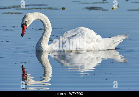 Close-up image of an adult Mute Swan (Cygnus olor) swimming in a lake and reflection in the blue water / Federsee, Bad Buchau, Germany 2019