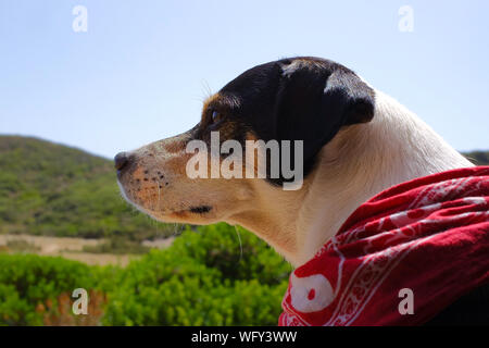 Travel with dogs Stock Photo