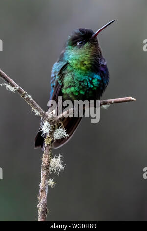 Fiery-throated hummingbird (Panterpe insignis) perched on a branch in Costa Rica Stock Photo