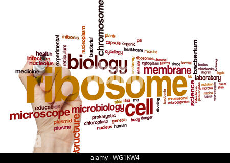 Ribosome word cloud concept Stock Photo