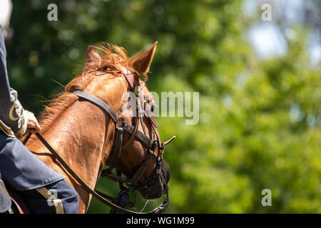 horse and rider riding in to battle during an American Civil War reenactment with copy space Stock Photo