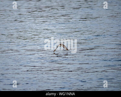 A little ringed plover, Charadrius dubius, flies just above the waters of the Tama River in Kawasaki, Japan Stock Photo