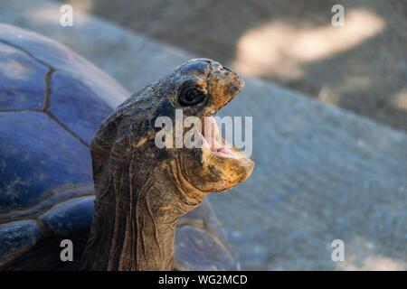 Close up of a Tortoise with it's mouth open; Galapagos ...