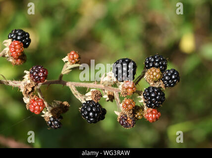 Blackberry fruits growing on a  Bramble bush, Rubus fruticosus, in the hedgerow in the UK. Stock Photo