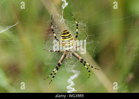 A hunting Wasp Spider, Argiope bruennichi, perching on its web in a meadow in the UK.