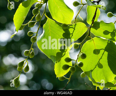 Styrax obassia. Fragrant snowbell drupes. Sedgwick Gardens on Long Hill estate, in Beverly, MA Stock Photo