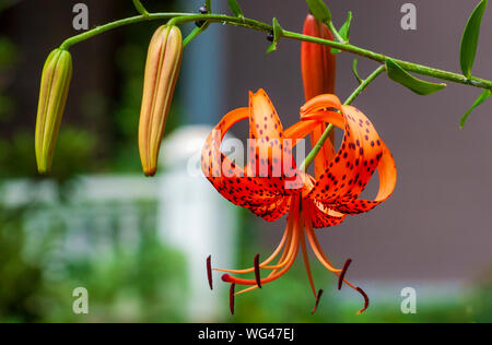 Close up of tiger lily flowers and buds (Lilium tigrinum). Sedgwick Gardens on Long Hill estate, in Beverly, MA, USA Stock Photo