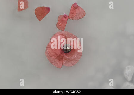 washed out poppy Latin papaver rhoeas and petals floating in the sea in Italy a remembrance flower for war dead and veterans Stock Photo