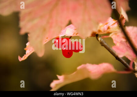 Red Wild berries with autumnally leaves in the background, Chugach State Park, Alaska Stock Photo