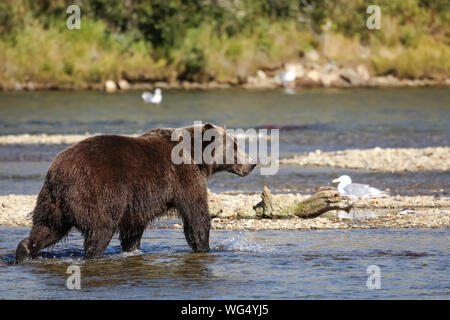 Alaskan brown bear (grizzly bear) walking through the riverbed, looking for Sockeye salmon, seagull in background, Moraine Creek, Katmai National Park Stock Photo