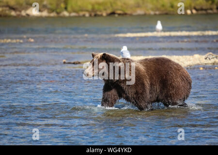 Alaskan brown bear (grizzly bear) walking through the riverbed, looking for Sockeye salmon, Moraine Creek, Katmai National Park, Alaska Stock Photo