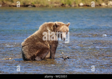 Alaskan brown bear (grizzly bear) sitting in the riverbed of  Moraine Creek, Katmai National Park, Alaska