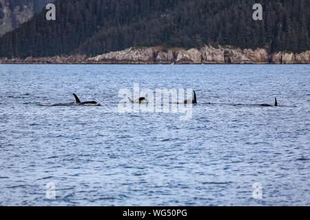 Group of Orcas or Killer whales swimming on the water surface, Kenai Fjords National Park, Alaska Stock Photo