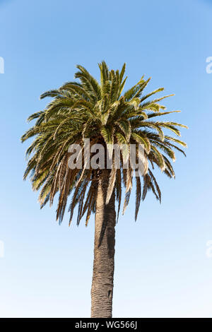 Palm tree standing solo on perfect blue sky summers day.