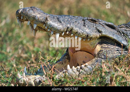Crocodile in the wild, Chobe national park, Africa Stock Photo