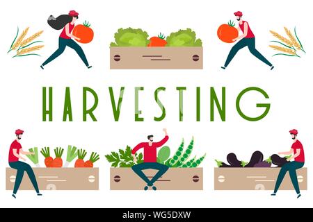 Vector illustration with people harvesting vegetables, boxes, harvesting inscription. Harvesting, agricultural work. Fall Harvest Fest design. Design Stock Vector
