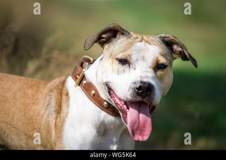 Portrait of an 8 months old Pit Bull on a sunny day Stock Photo