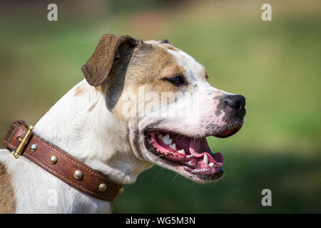 Portrait of an 8 months old Pit Bull on a sunny day Stock Photo