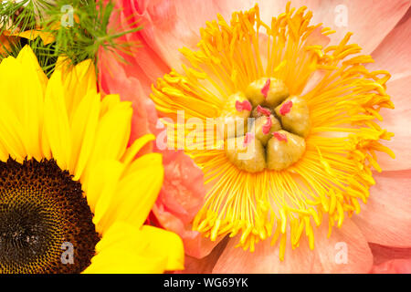 Closeup of a pink open peony in the bouquet with a sunflower. Stock Photo