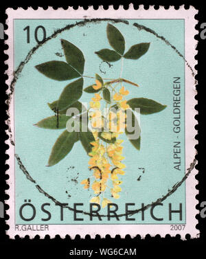 Stamp issued in the Austria shows Scotch Laburnum Flowers(Laburnum Alpinum), circa 2007. Stock Photo