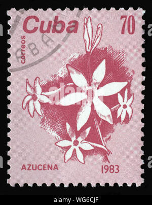 Stamp printed in Cuba, shows a Azucena flower, circa 1983. Stock Photo