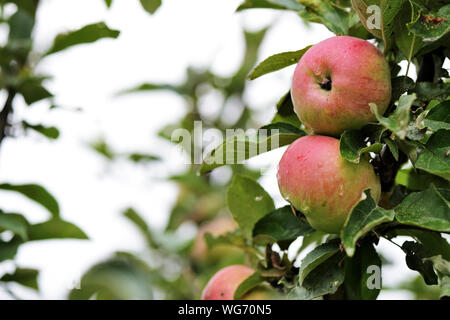 Unripe red apples on a branch in the garden after rain close-up Stock Photo