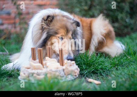 Adorable gold rough collie eating her birthday cake, 4 years old Stock Photo