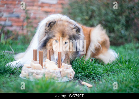Adorable gold rough collie eating her birthday cake, 4 years old Stock Photo